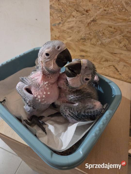 Ary do dalszego karmienia małopolskie Wieliczka sprzedam