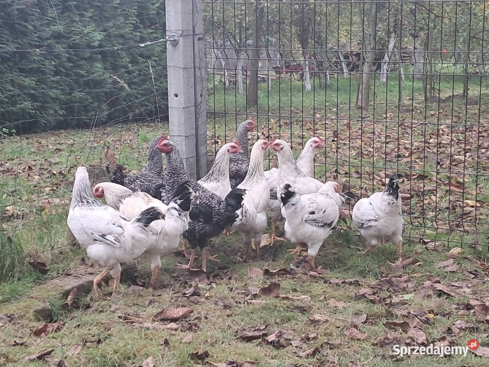 KogutKoguty Giełda zwierząt Tryńcza