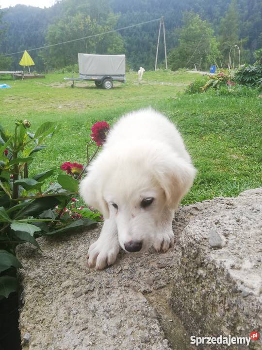 Owczarek podhalański szczenięta Zasadne