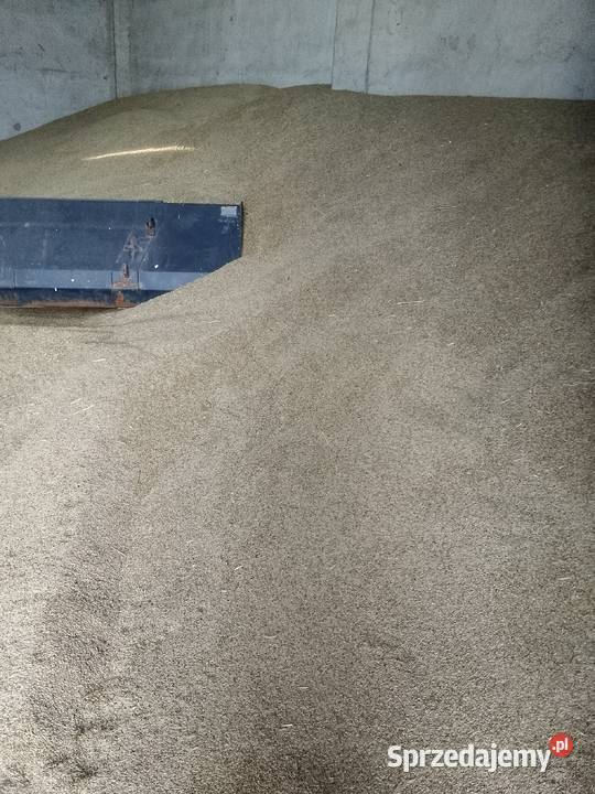 Owiesżyto mieszanka zbożowa łódzkie Mzurki sprzedam