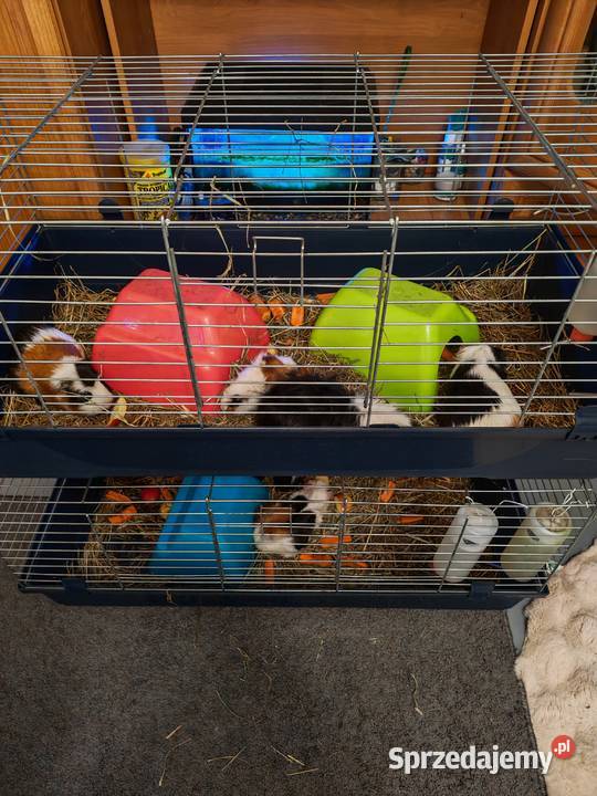 Sprzedam świnki morskie Wólka Zastawska