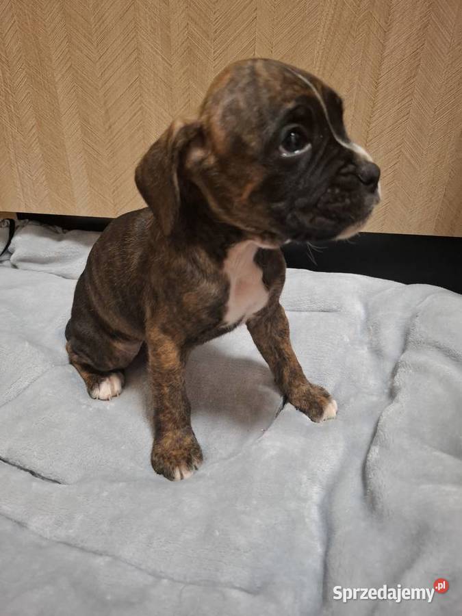 Szczeniaki rasy bokser Legnica