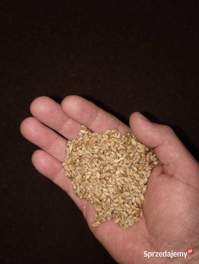 Pszenica ozima Szynkielów