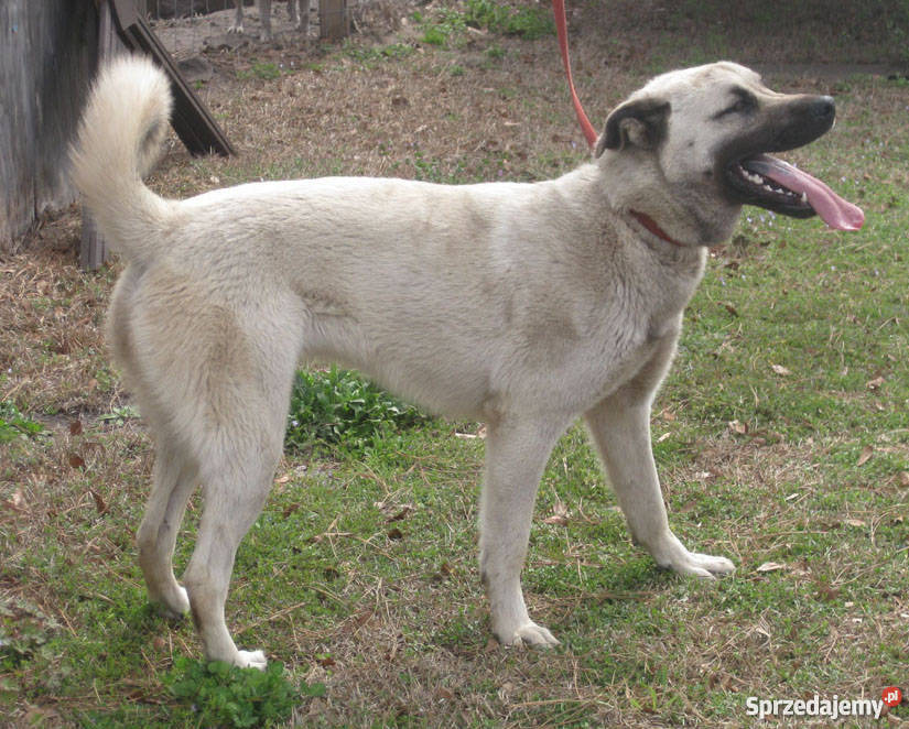 Owczarek AnatolijskiAnatolian