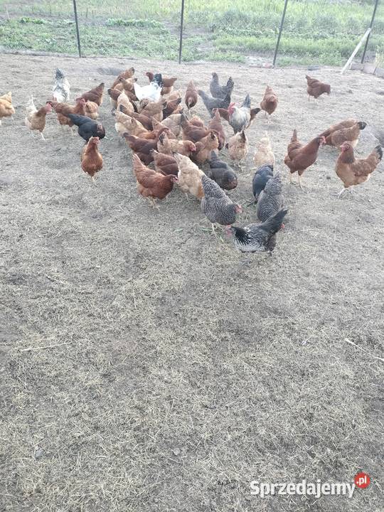 jajka wiejskie z wolnego wybiegu łódzkie Żychlin