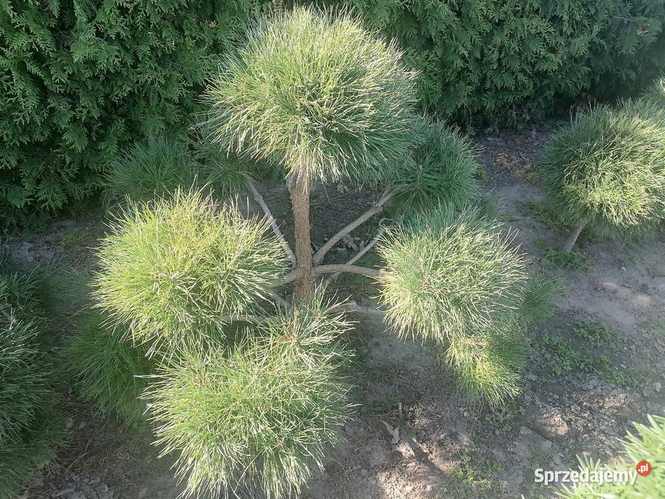Bonsai Pudliszki