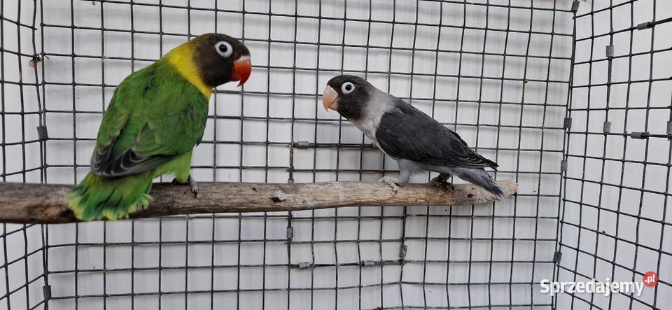 Nierozłączki Zakliczyn