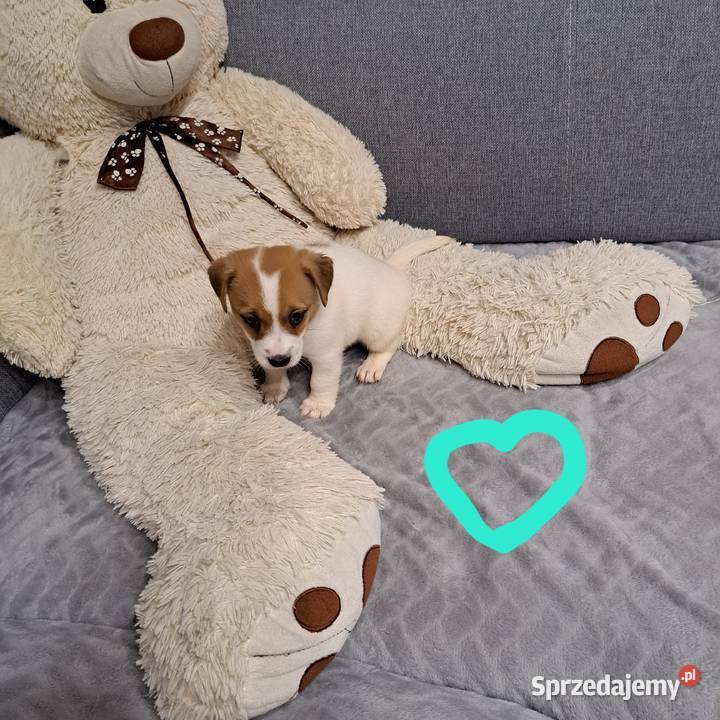 szczeniaczek gładkowłosy Lubichowo