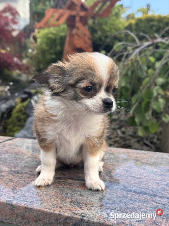 Chihuahua Bielsko-Biała
