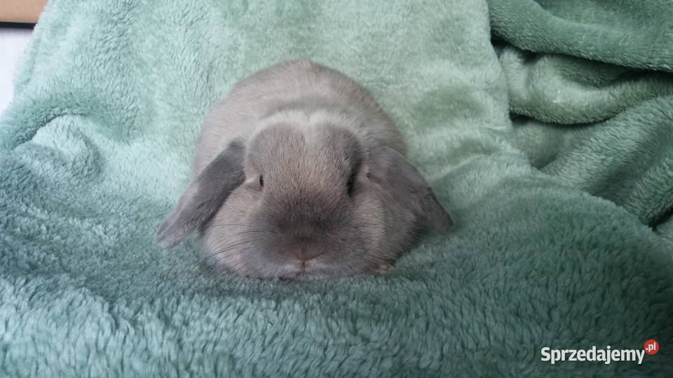 Mini lop seal point piękny reproduktor okazja Gryzonie