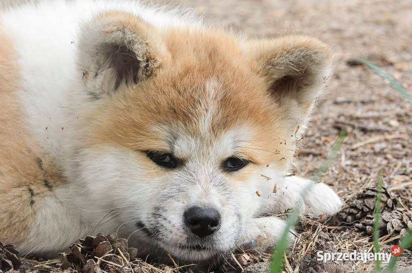 Akita inuakita japońska czerwona suczka ZKwP FCI Wołów