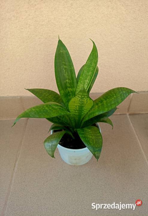 Sansewiera Hahnii kwiat oczyszczający powietrze Bochnia