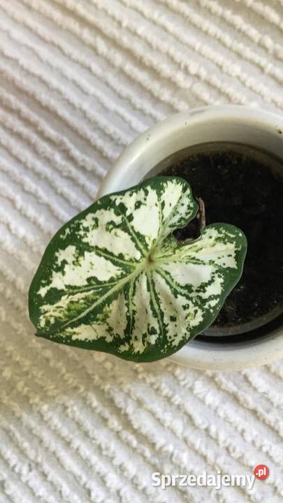 caladium kaladium Warszawa