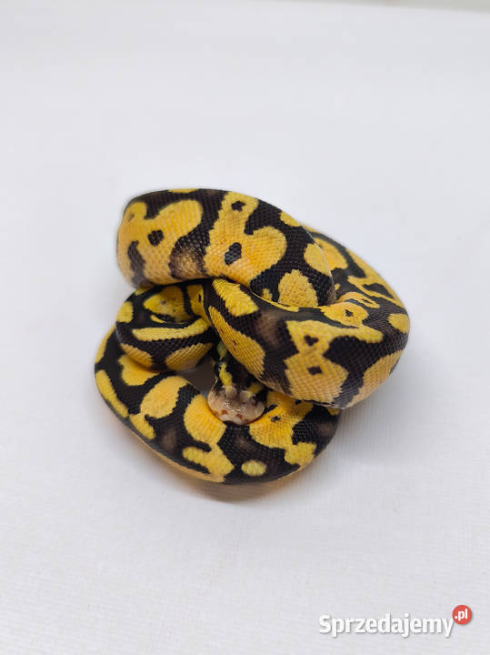 Pyton królewski Firerfly Fire Pastel Python