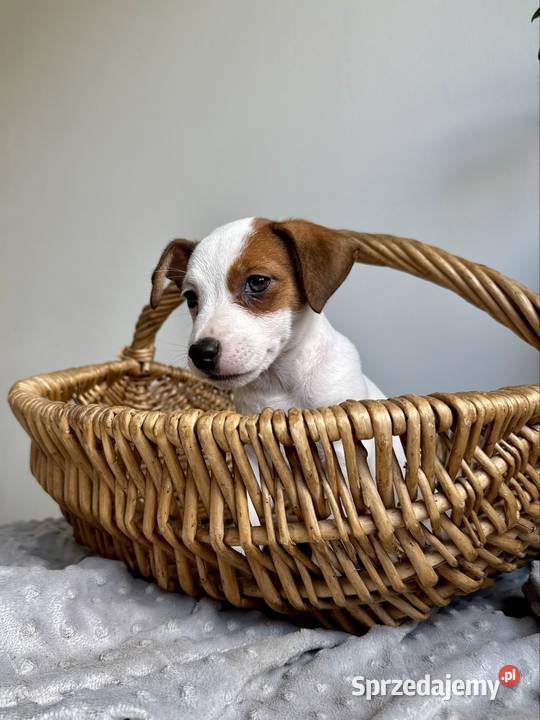 Wyjątkowa suczka Jack Russell Terrier rodowód Poznań