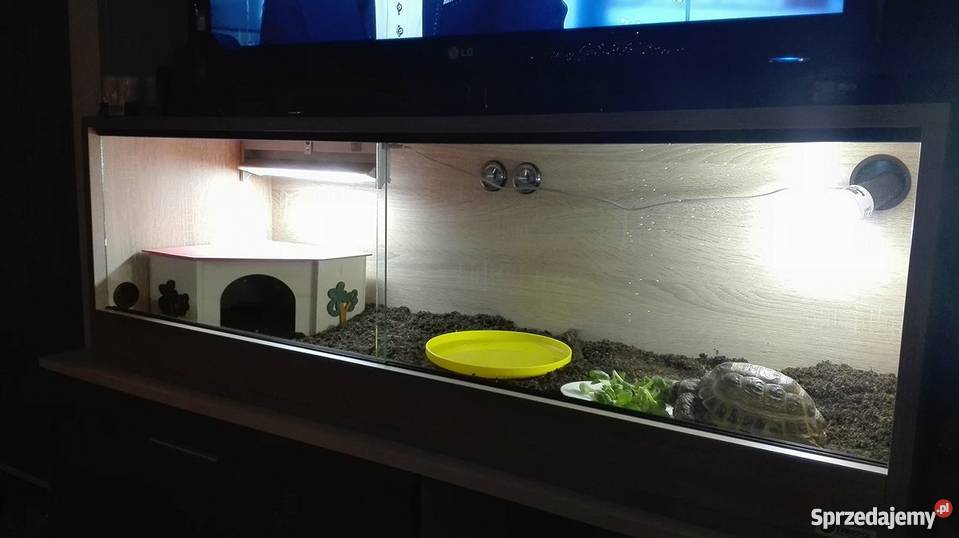 Sprzedam żółwia stepowego terrarium Zielona Góra