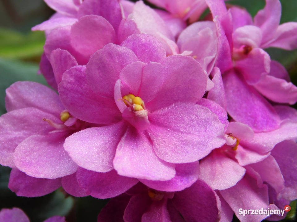 Fiołek Saintpaulia Dangerous 6 miniatura Kraków sprzedam