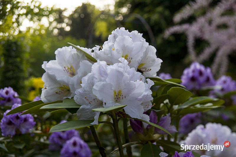 Różanecznik Eskimo Rhododendron Eskimo C5 Grójec