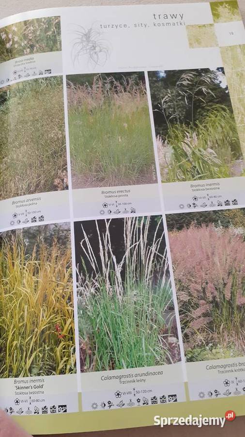 Trawy turzyce sity kosmatki Poradniki, albumy i reportaże Szczecin