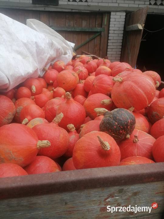 Sprzedam dynie hokaido mazowieckie Rogolin