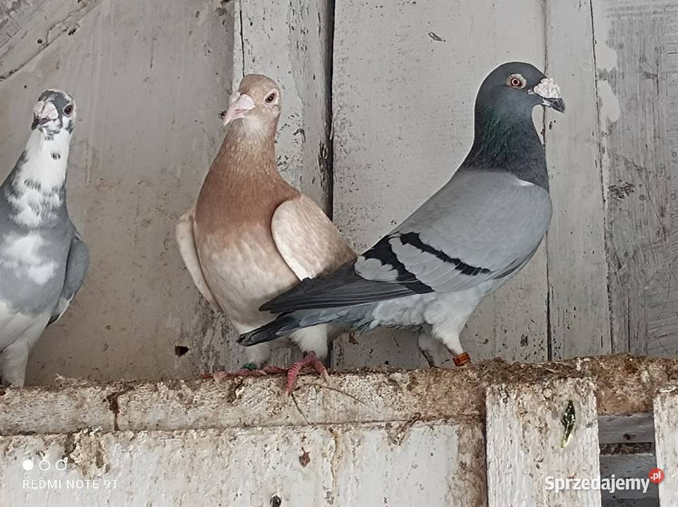 Gołębie Staropolskie Kuczbork-Wieś