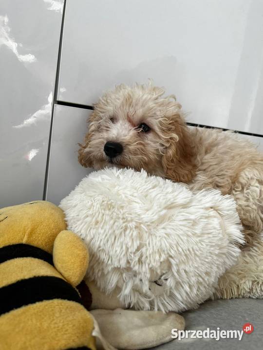 Śliczna sunia pudel Jordanów