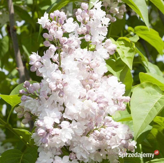 Bzy lilaki Syringa odmiany różne mayera Knurów