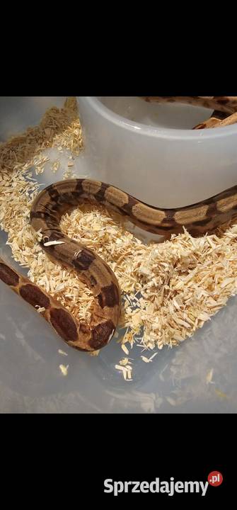 Boa imperator młodziaki 2025 samiczki pomorskie Słupsk