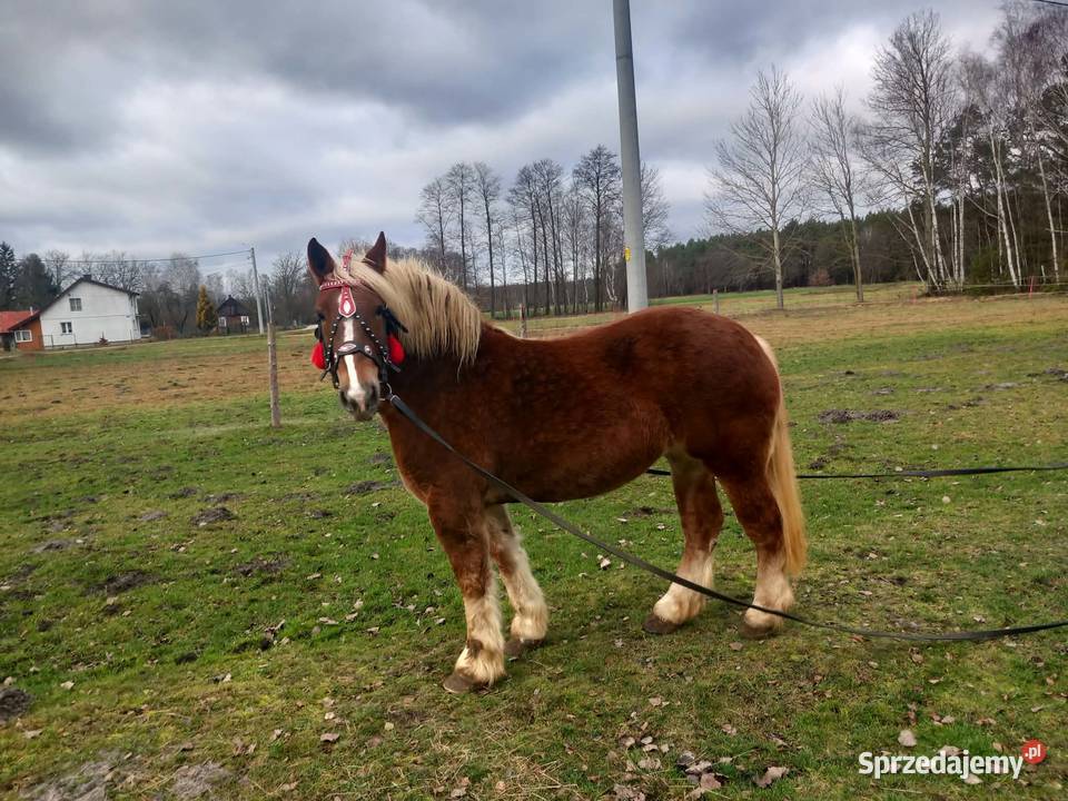 Sprzedam klacz 5letnia Sewerynów