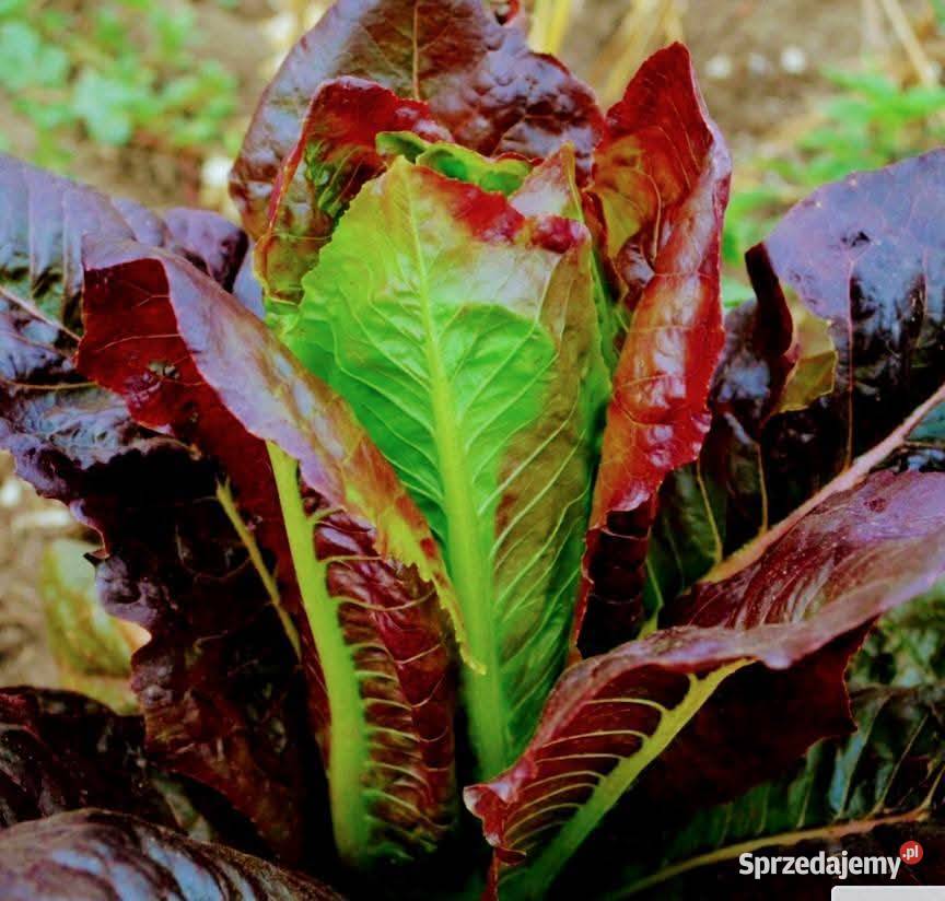 Salata lodygowa nasiona świata 30 gatunkow Kraków