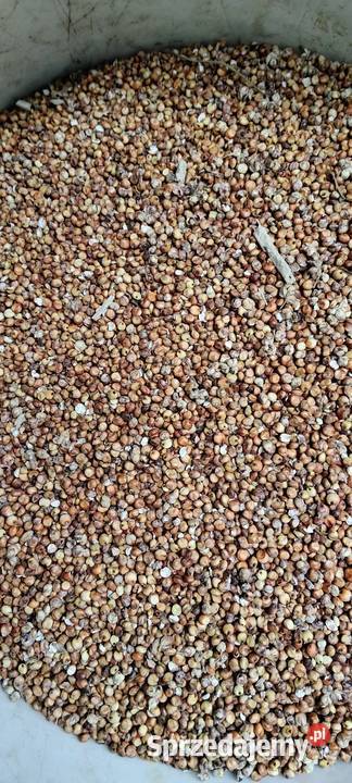 Sorgo ziarnowe czerwone 100 Posadów