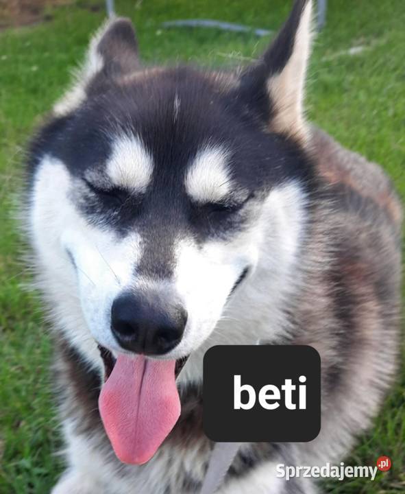 Suczka Syberian husky Reda