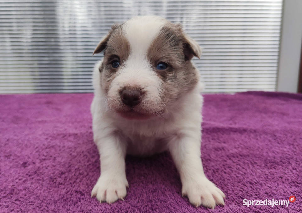 Piękna rasowa suczka Border Collie z pełną dok Iwonicz