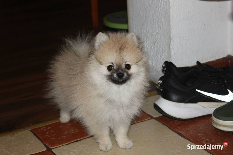 Szpic miniaturowy pomeranian opolskie Zdzieszowice