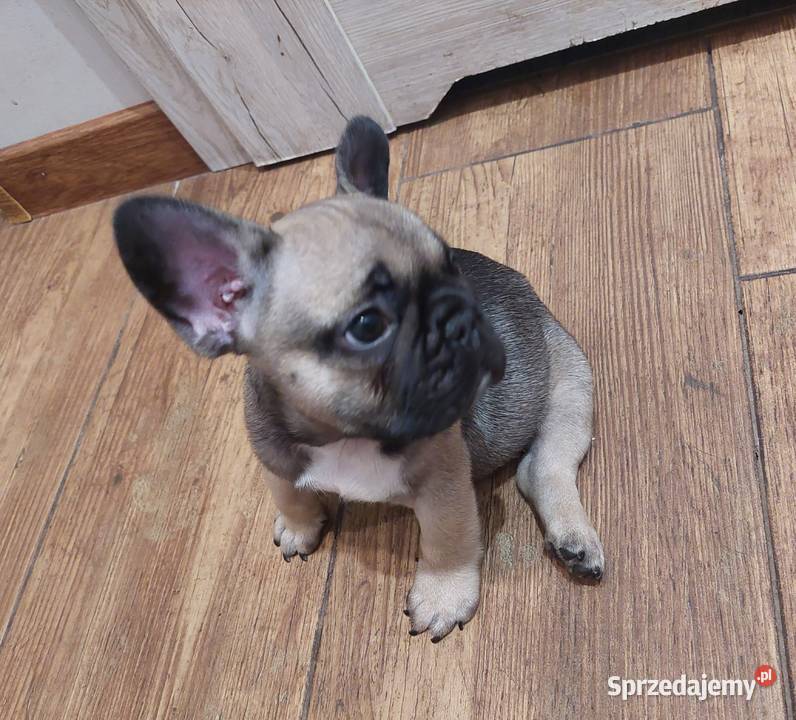 Buldog francuski piesek Buldog Wronki