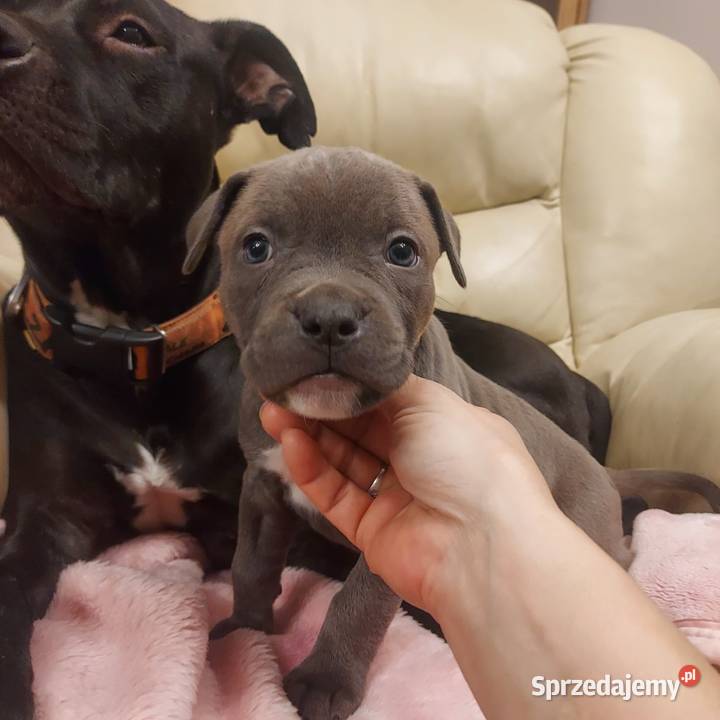 Amstaff szczenię w kolorze Blue Gafit i Black podkarpackie