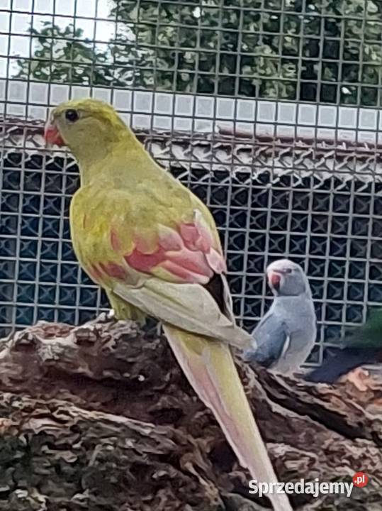 Samica Berg pastel Ptaki Grodzisk Wielkopolski