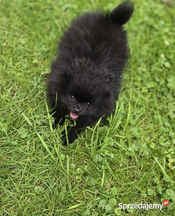 Szpic miniaturowy pomeranian