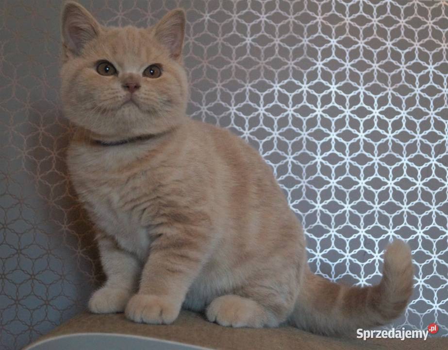 Kocurek Kremowy Brytyjska Rodowód PZFWCF Brytyjski Radzymin