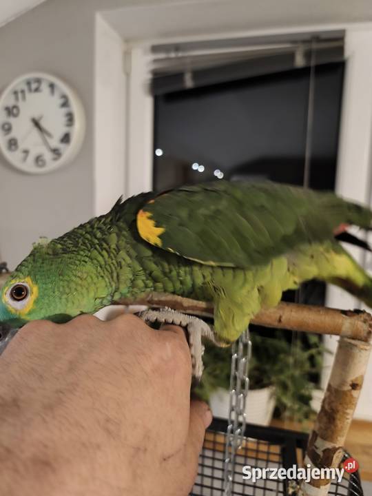Amazonka niebieskoczelna ręcznie karmiona Olkusz