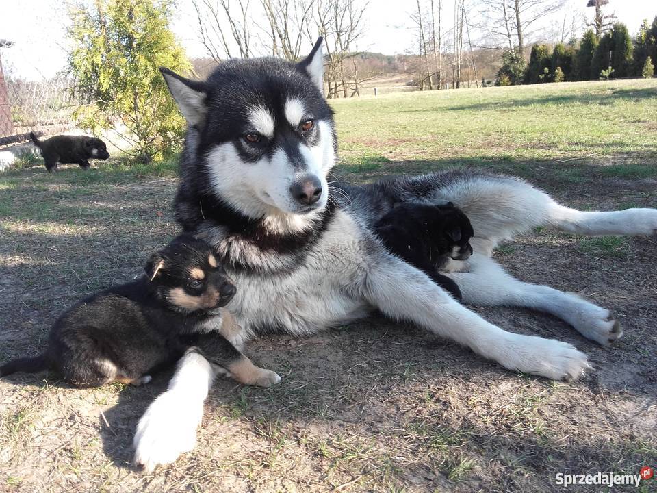 Malamut husky owczarek niemicki Brodnica