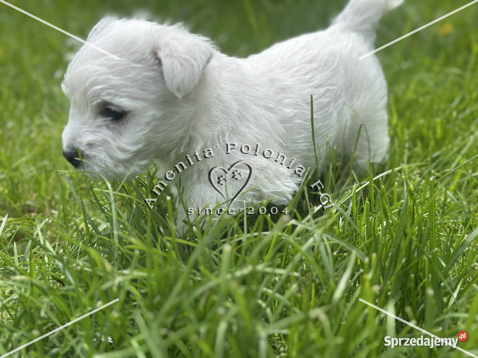 Suczka rasy west highland white terrier Poręba