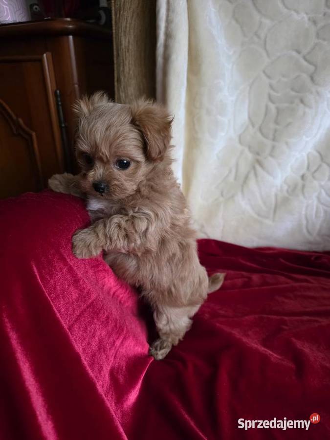 Maltipoo suczka xxs Poznań