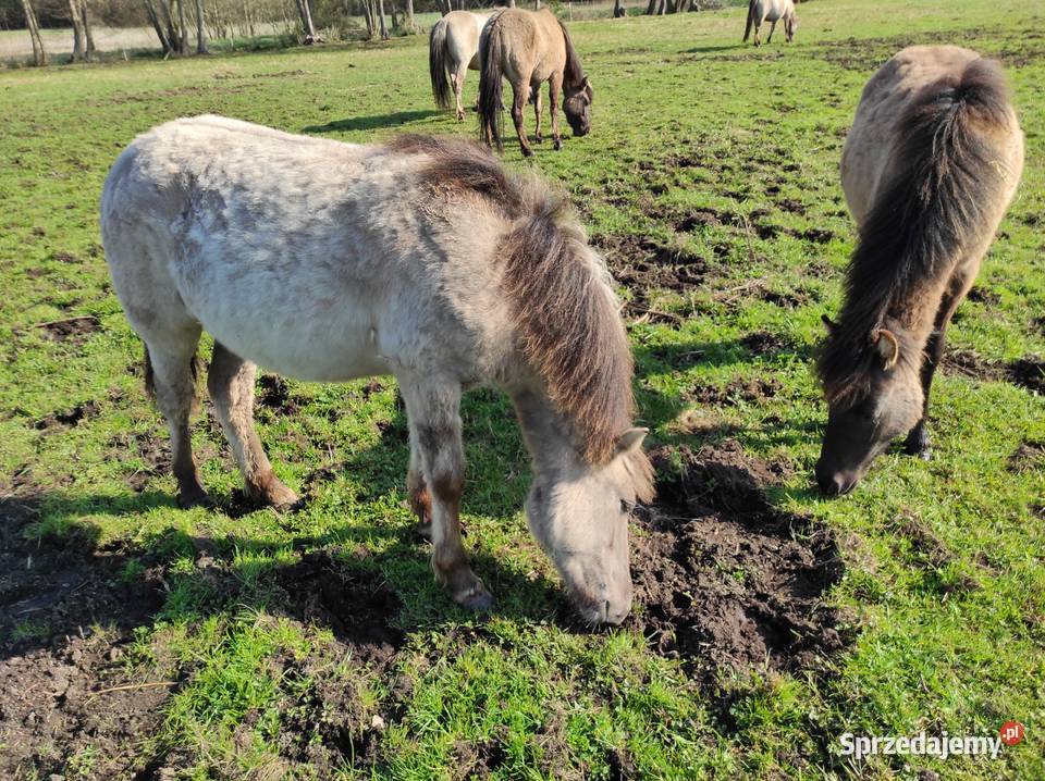 Klaczki konik polski zachodniopomorskie Dobrzany