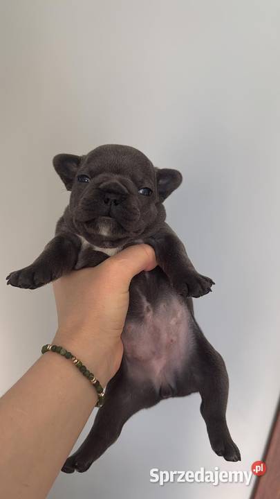 Buldog francuski buldogi niebieski blue Buldog dolnośląskie Bielany Wrocławskie