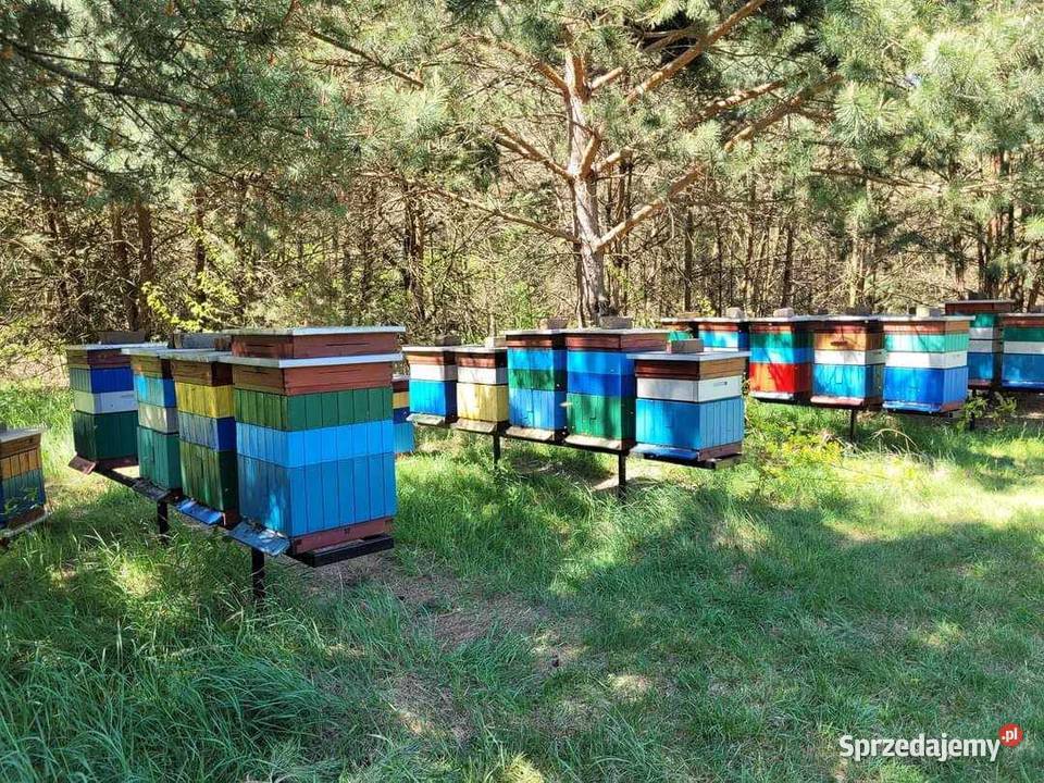 Odkłady pszczele na ramce wielkopolskiej 2026 Międzyrzec Podlaski