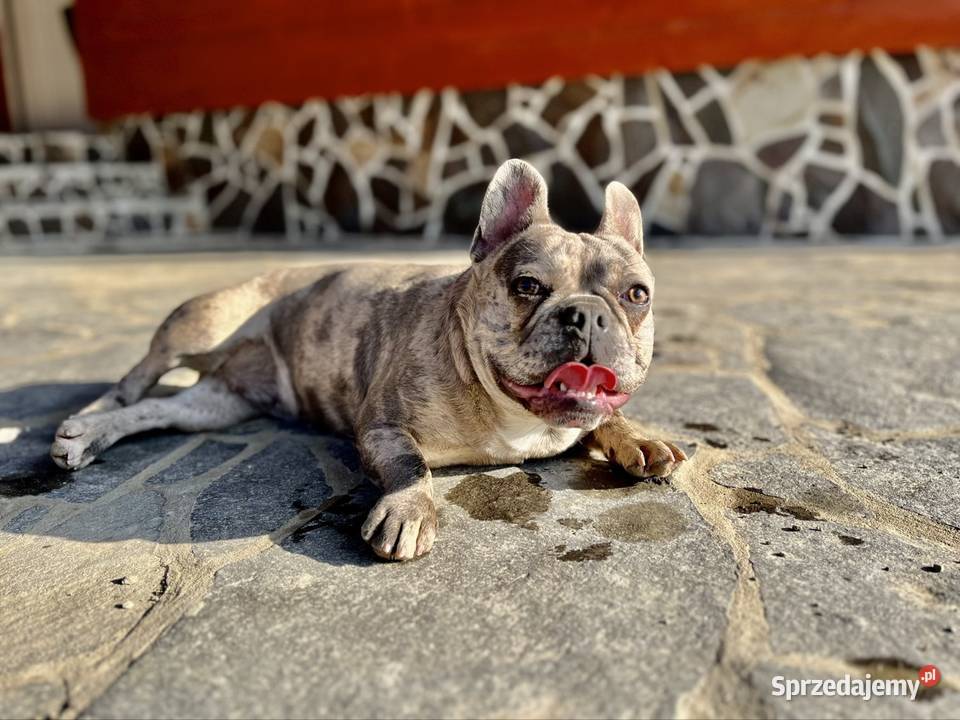 Buldog francuski sunia Komańcza