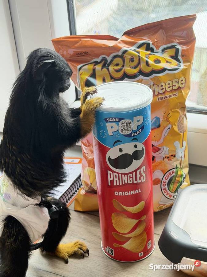 Małpka Tamaryna złotoręka samiczka