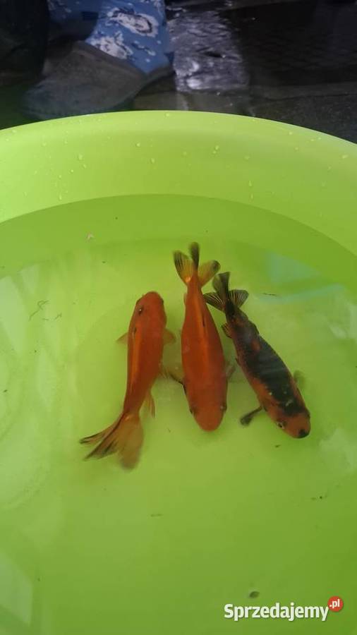 Karaś kolorowy odmiany wakin z potrójnym ogonem łódzkie Łódź