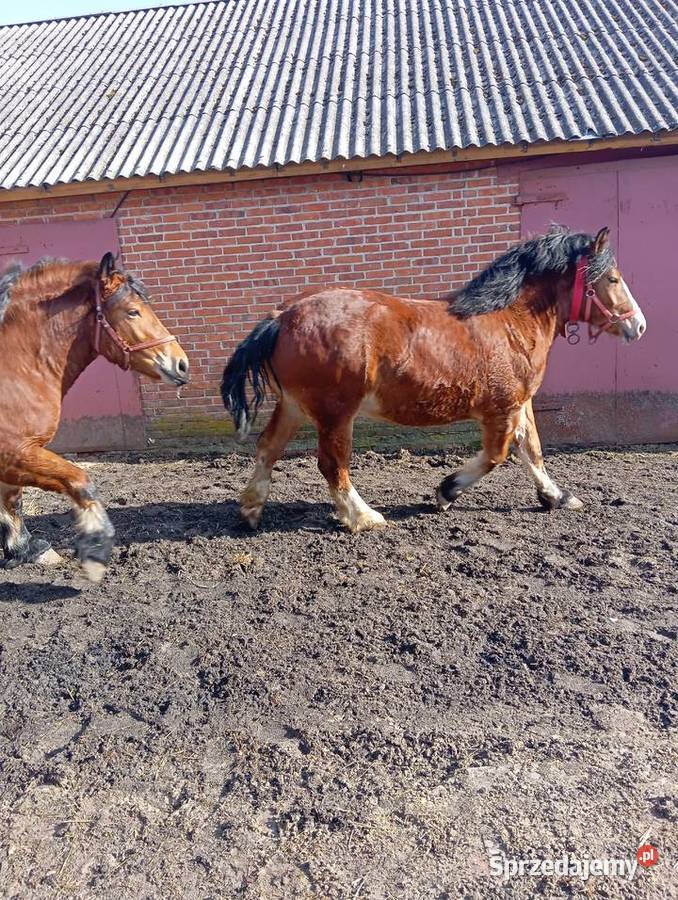 Klacze zimnokrwiste Annopol